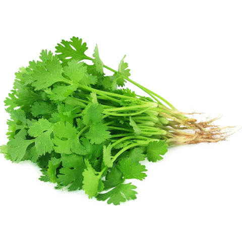 ZEshops cilantro grown in a pot demonstrates container-friendly growing for small spaces
