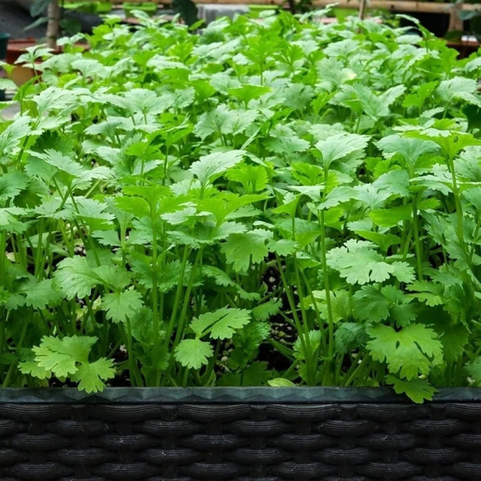 Close-up of ZEshops cilantro seeds showing heirloom quality and germination potential