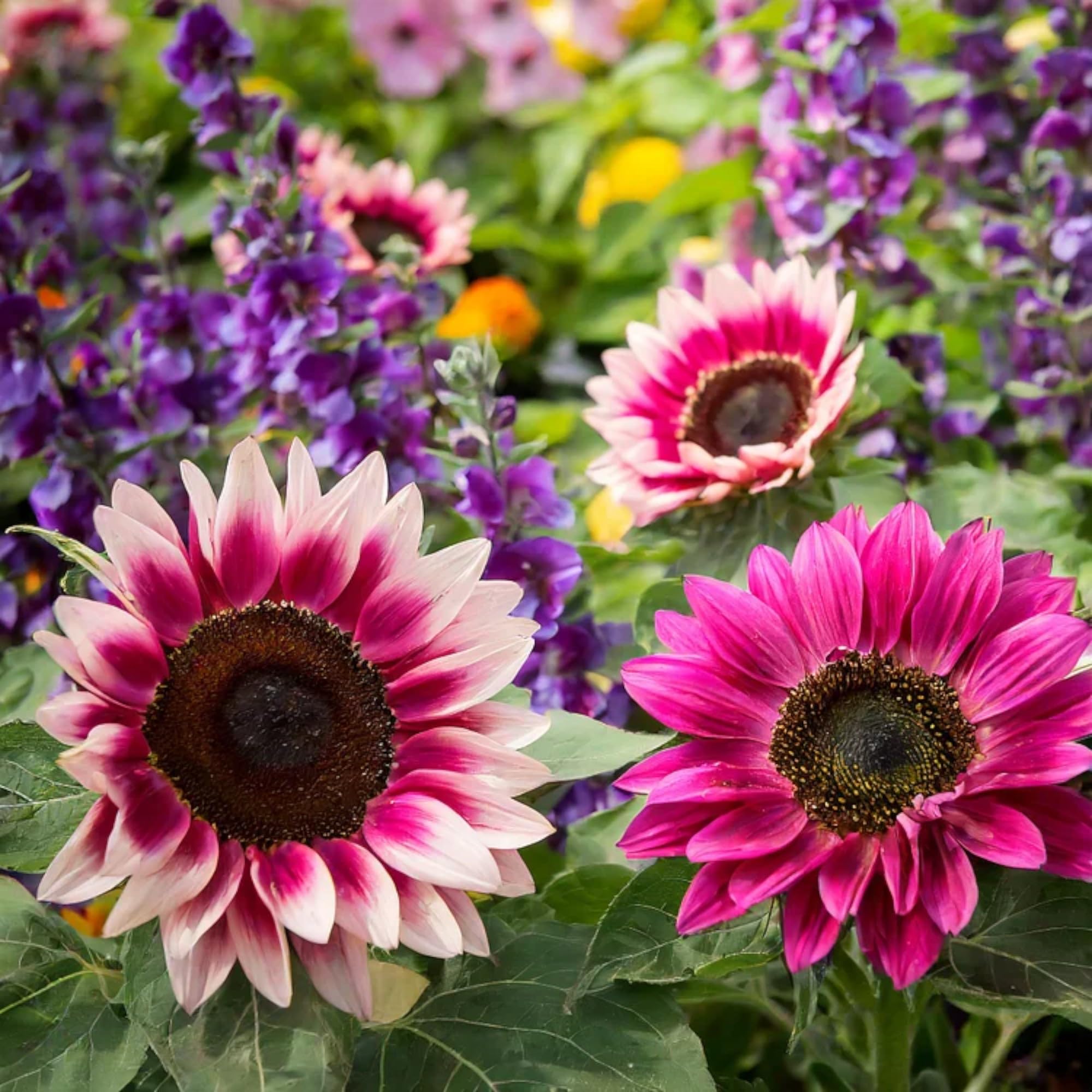 ZEshops non-GMO heirloom seeds support biodiversity and seed saving