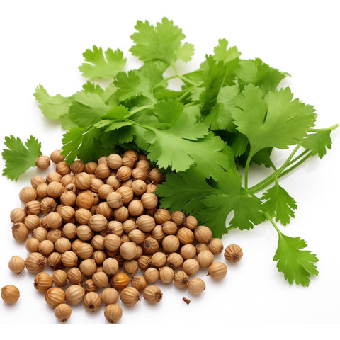 Planting cilantro in soil with ZEshops seeds for a quick, productive herb bed