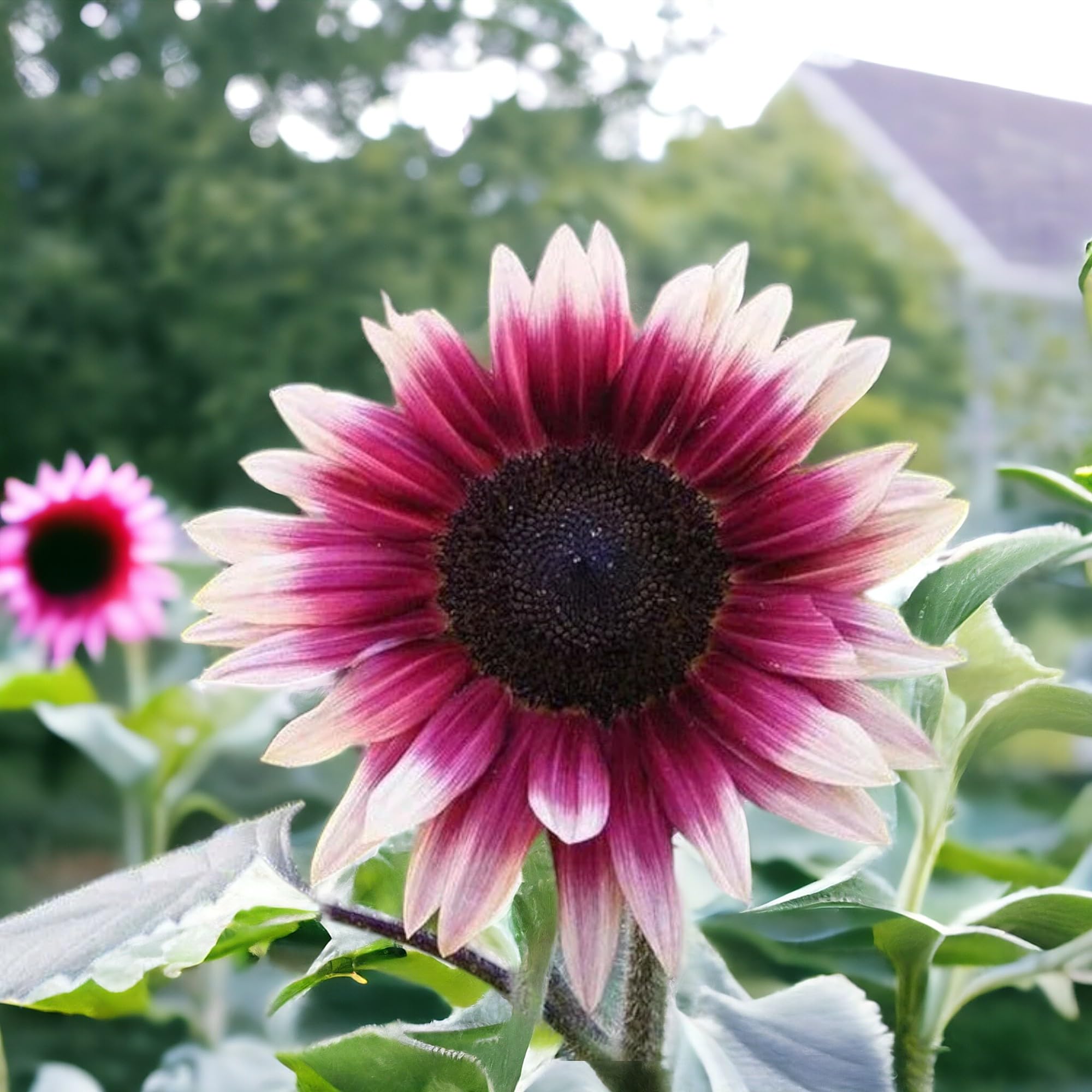 ZEshops versatile sunflowers brighten borders and cut-flower displays