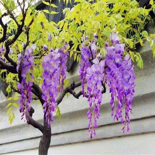 ZEshops Wisteria Floribunda seeds yield fragrant flowers that attract pollinators.
