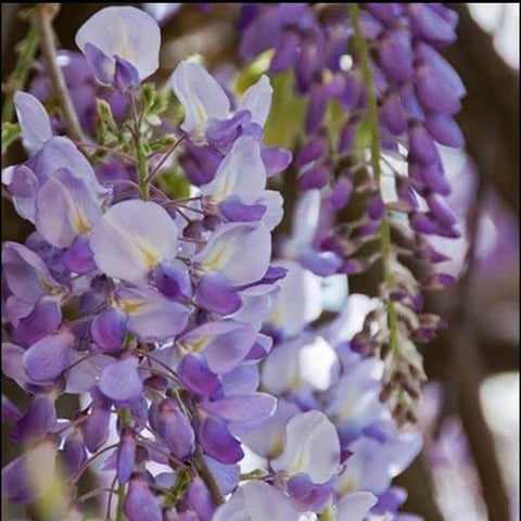ZEshops Wisteria Floribunda seeds deliver ornamental vine beauty for fences and arbors.