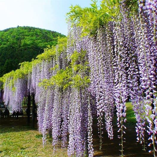 ZEshops Wisteria Floribunda seeds produce long racemes for dramatic spring color.