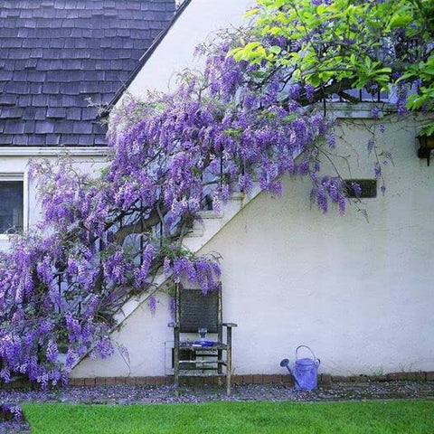 ZEshops Wisteria Floribunda seeds grow into a cascading vine ideal for trellises.