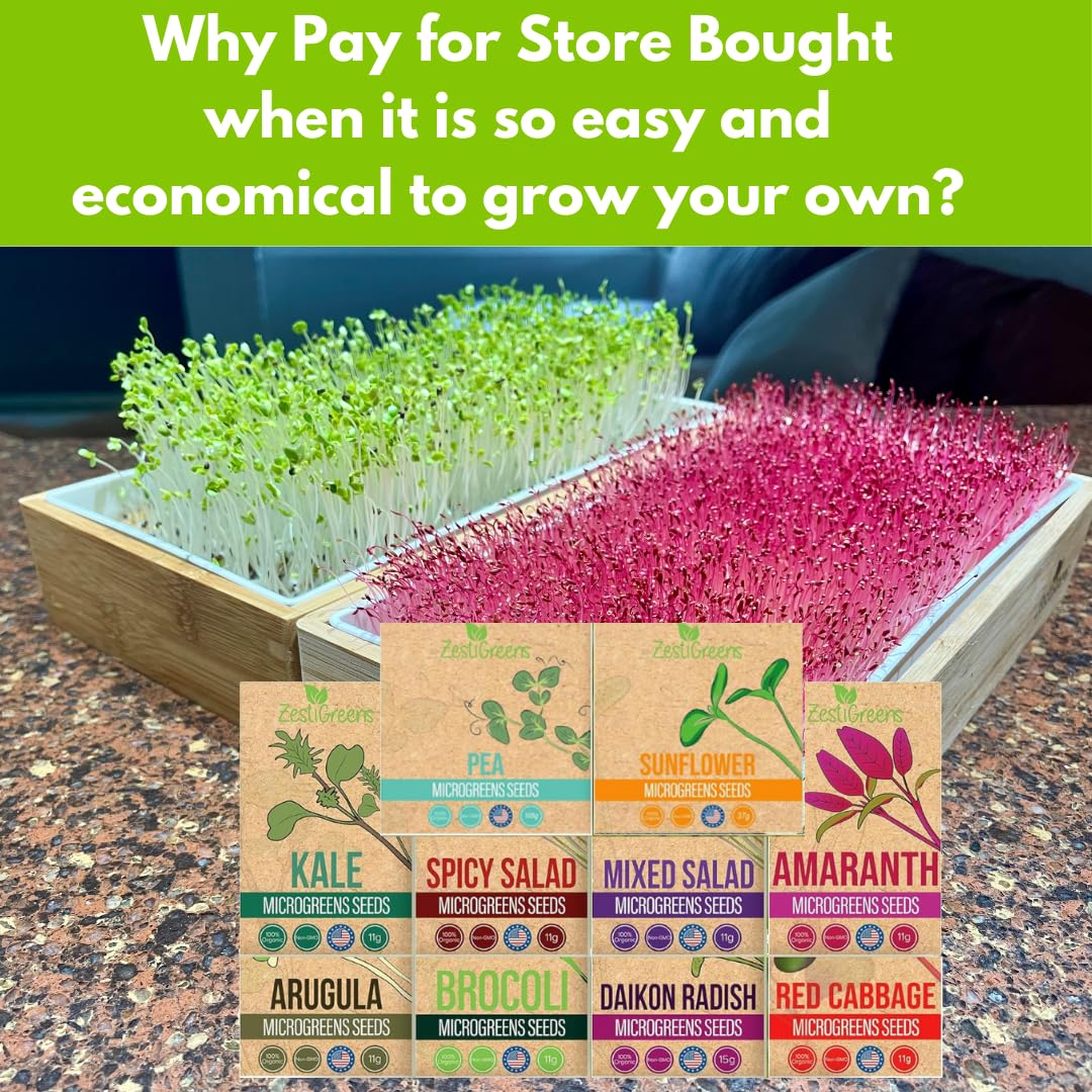 ZESTIGREENS amaranth microgreens seeds for silky, tender greens