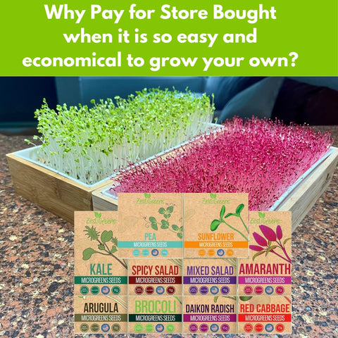ZESTIGREENS amaranth microgreens seeds for silky, tender greens