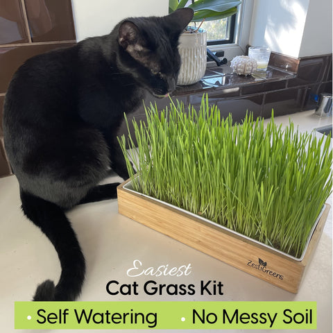 ZESTIGREENS cat grass reaching 4-6 inches for a tasty treat.