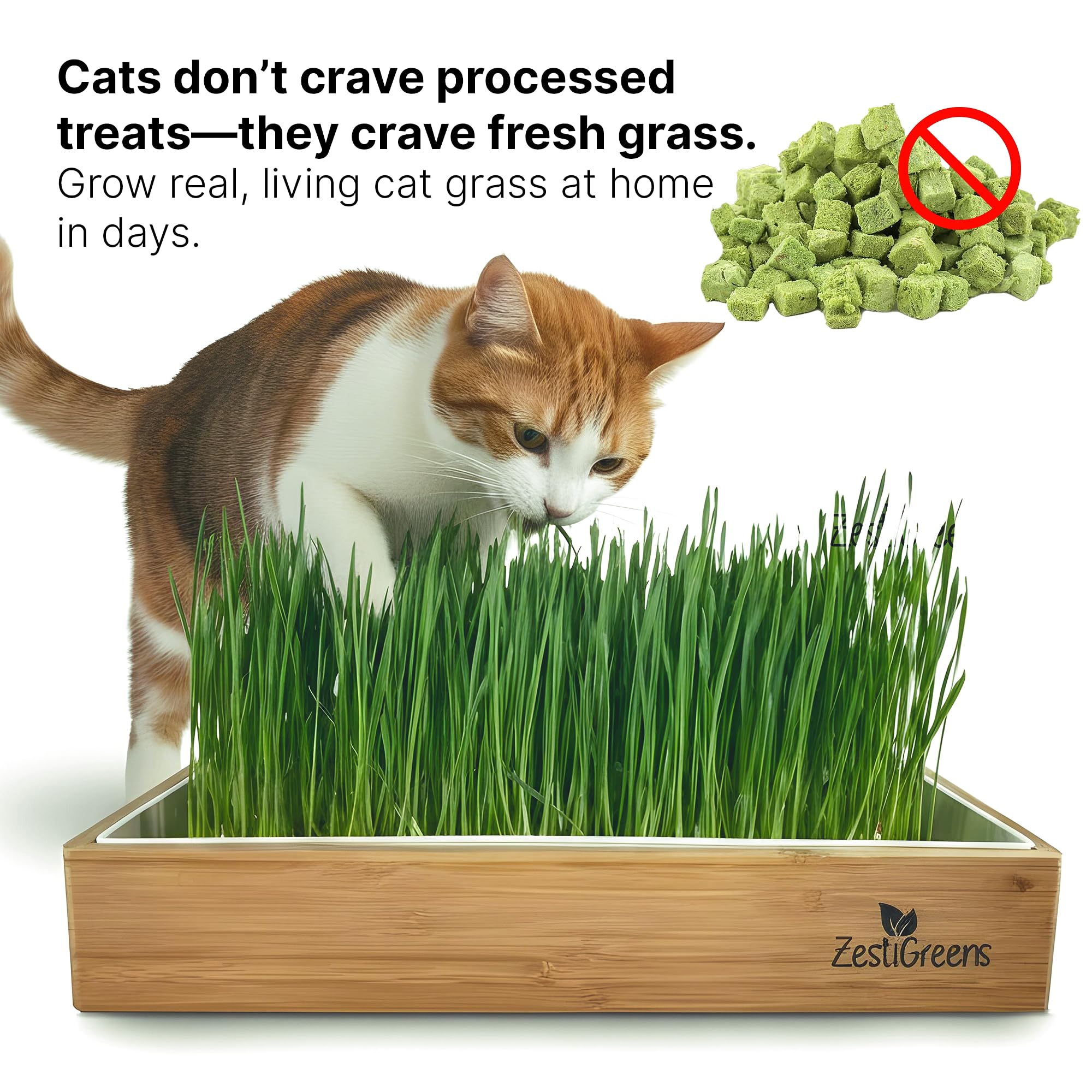 ZESTIGREENS cat grass kit with bamboo surround enhances home decor while growing fresh grass.