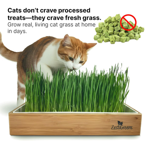 ZESTIGREENS cat grass kit with bamboo surround enhances home decor while growing fresh grass.