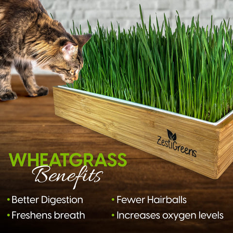 ZESTIGREENS organic cat grass seed packets ready to grow for nibbling.