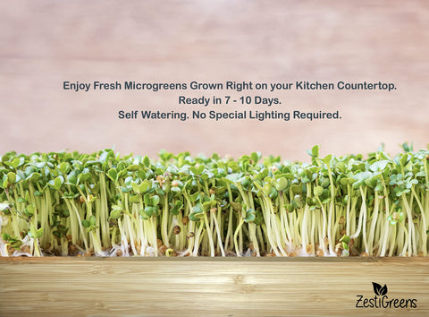 ZestIGreens daikon radish seed packet for quick crops