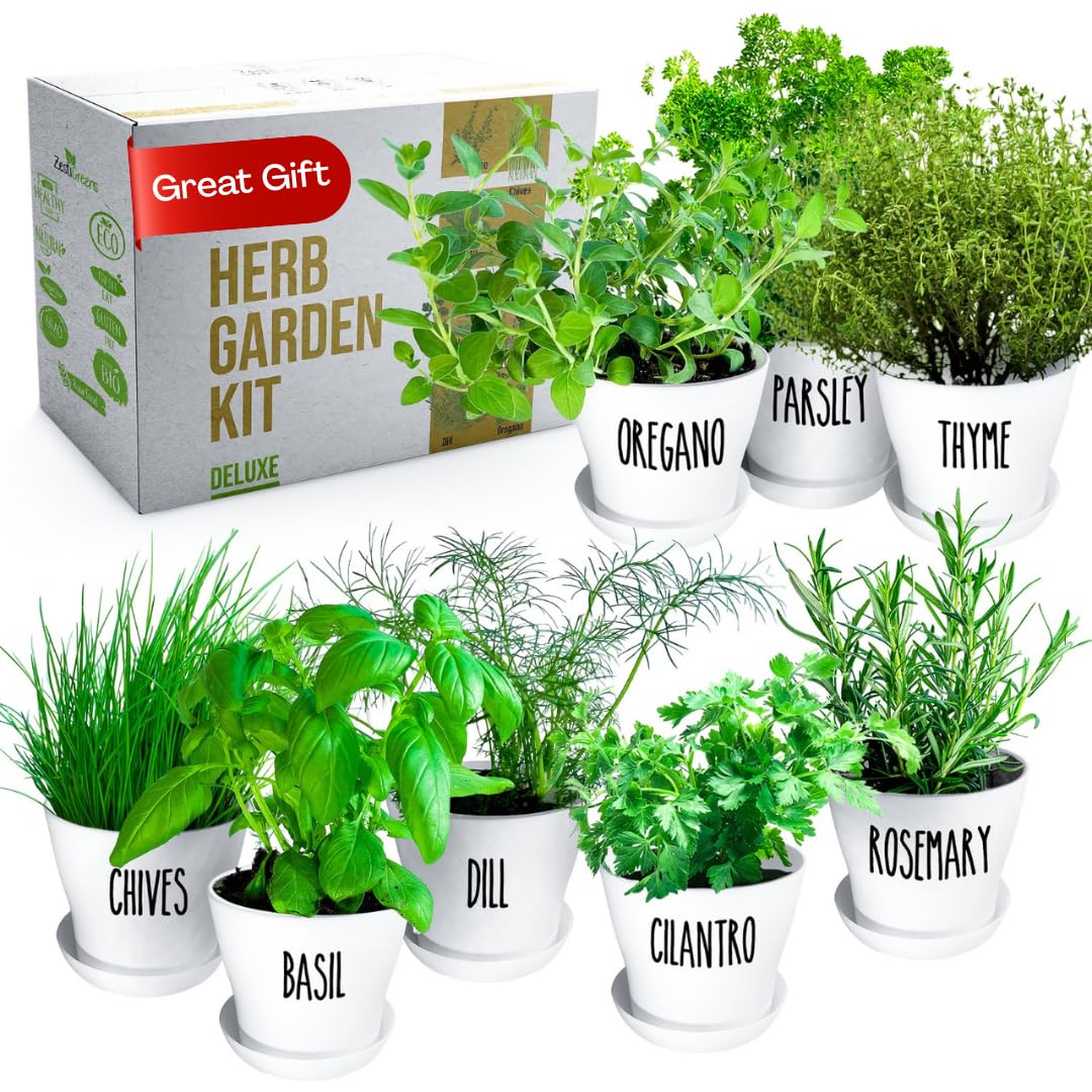 ZESTIGREENS Deluxe herb kit on windowsill with basil and cilantro for fresh cooking