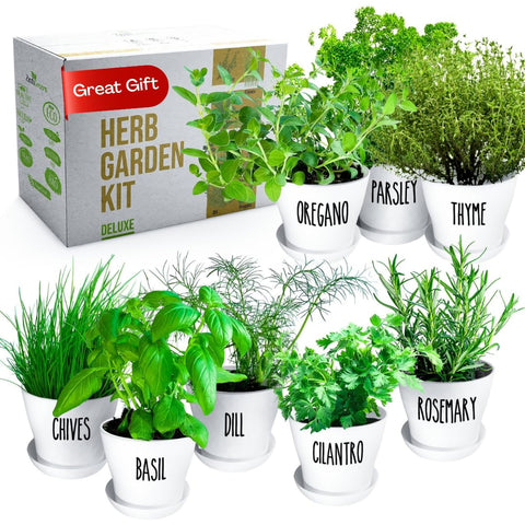 ZESTIGREENS Deluxe herb kit on windowsill with basil and cilantro for fresh cooking