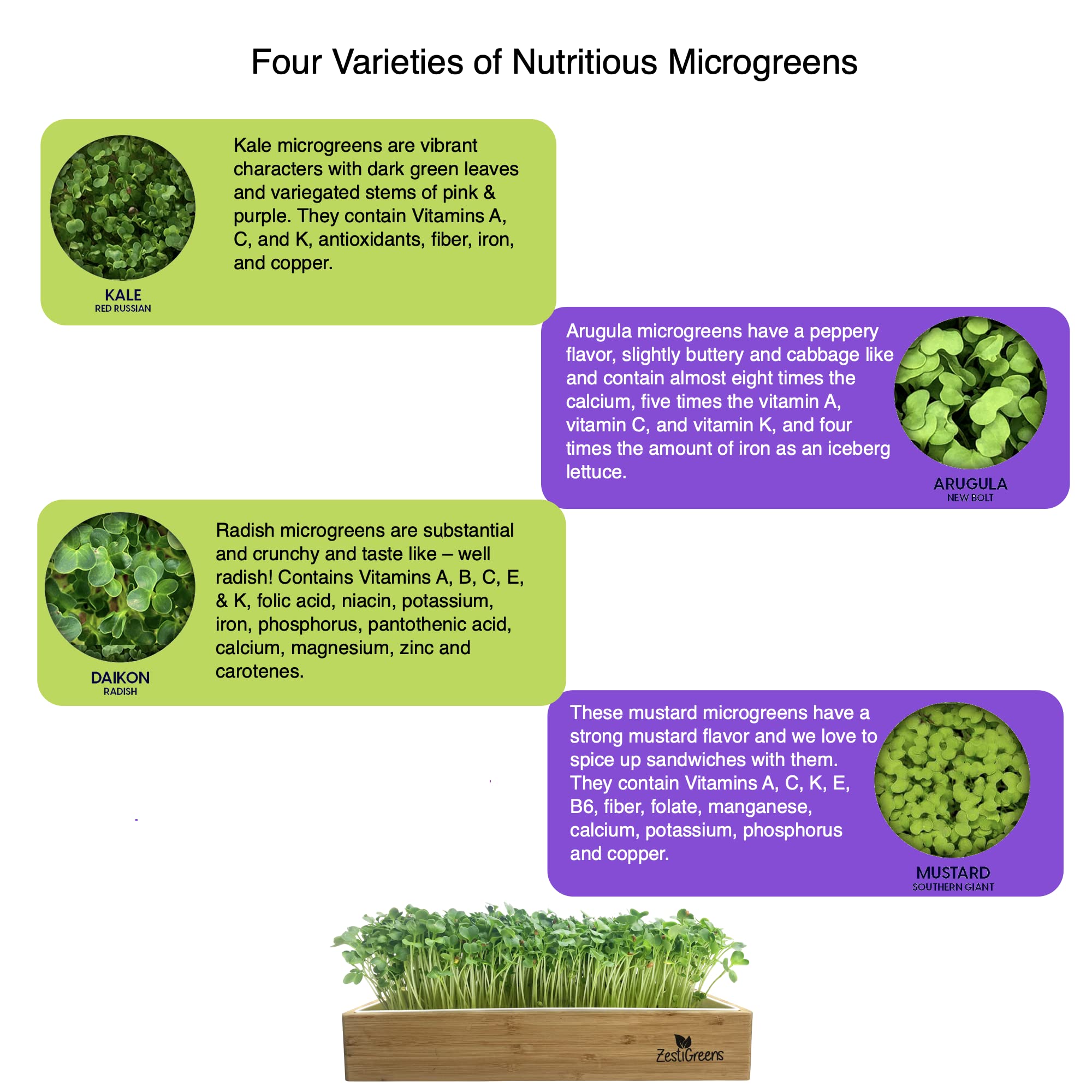 Zestigreens daikon radish microgreens seeds for crunchy, radish-kissed greens
