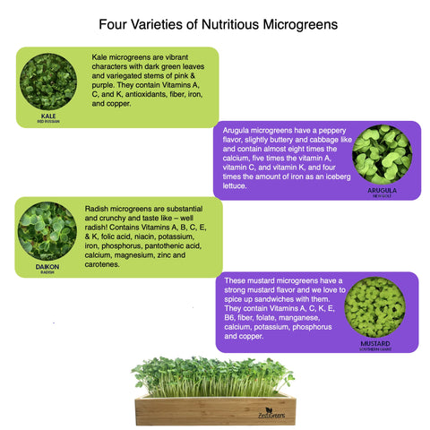 Zestigreens daikon radish microgreens seeds for crunchy, radish-kissed greens