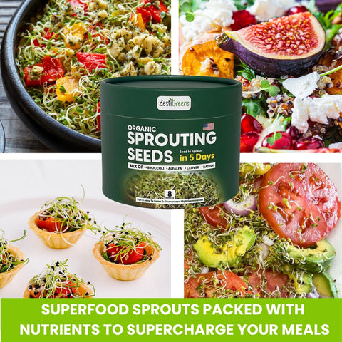 Organic non-GMO mix from ZestiGreens for safe, nutrient-rich sprouts.