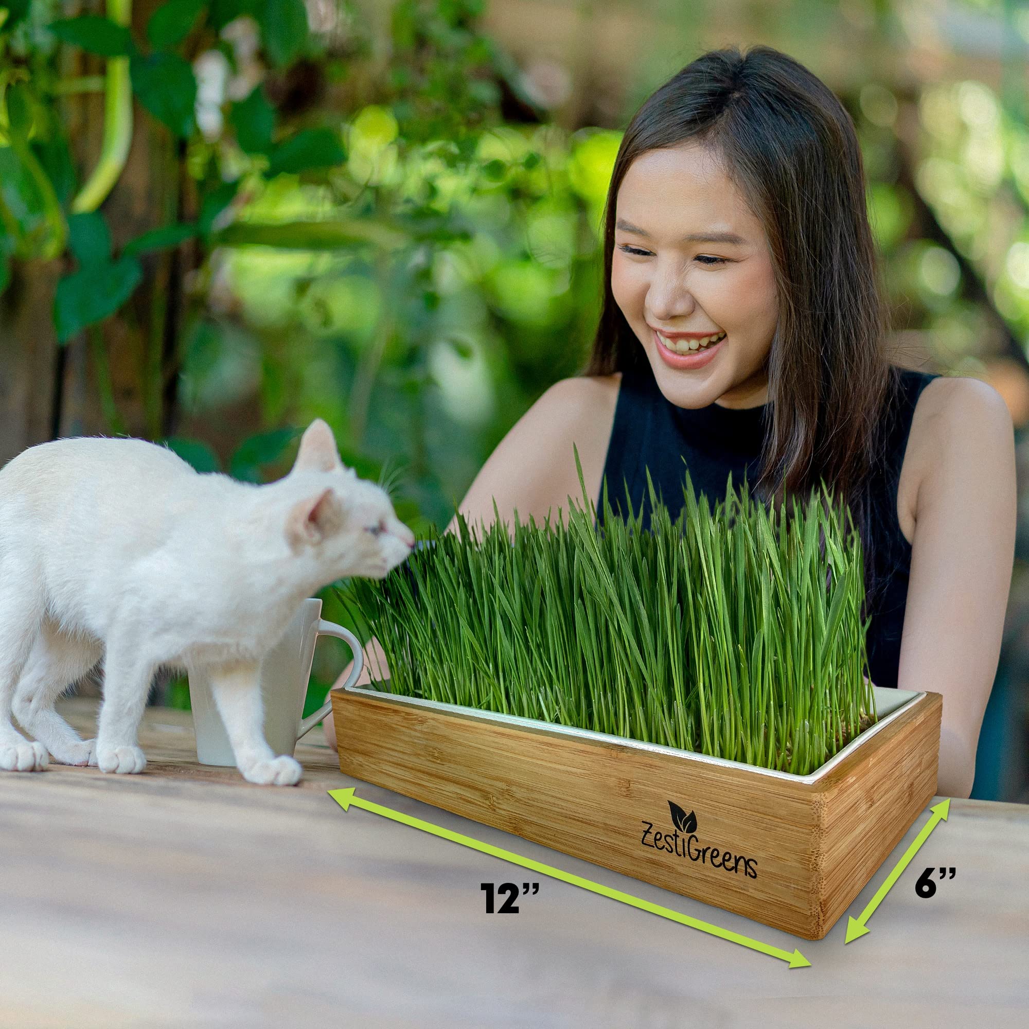 ZESTIGREENS ready grass appears in days for your cat's daily indoor nibble.