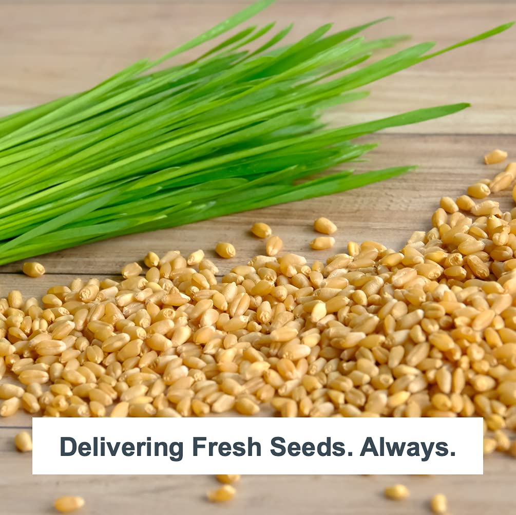 ZestiGreens refill kit promise provides peace of mind for growing your greens
