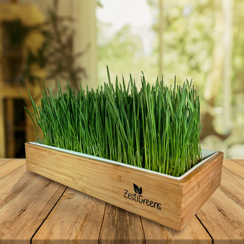 ZestiGreens self-watering system reduces daily maintenance and water misting