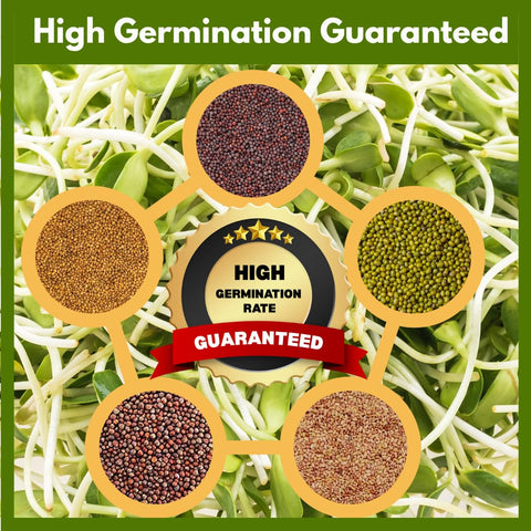 ZestiGreens mung bean sprouts add crunch to salads