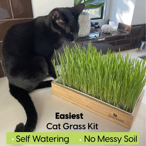 ZESTIGREENS wheatgrass seeds ready for quick germination and lush cat grass growth.