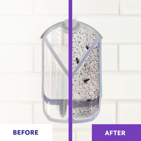 ZEVO fly trap captures houseflies on adhesive backing.