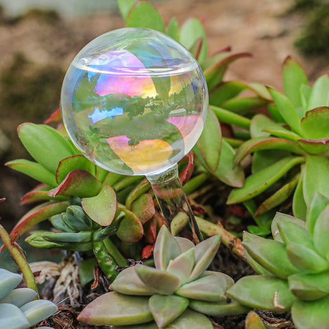 zHzHGuo self-watering globe on office plant, minimal maintenance.