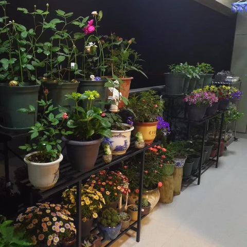 Zhongma 3-tier plant stand on balcony illustrates compact footprint for outdoor setups.