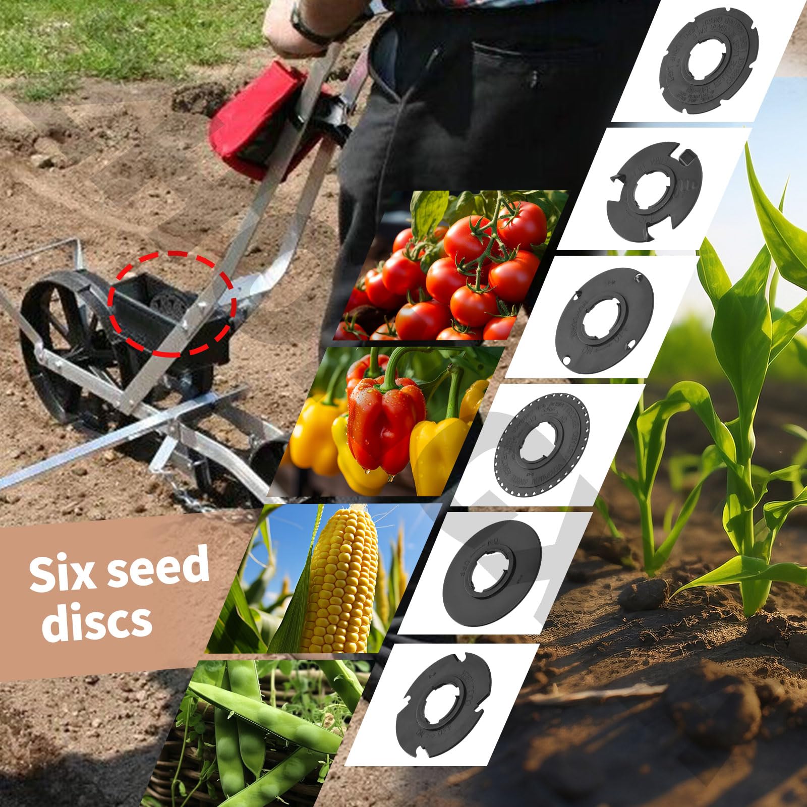 ZHONGXIA lima bean seed plate for even row spacing.