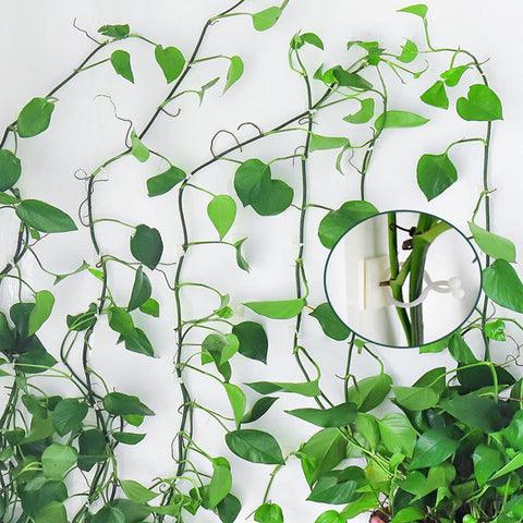 ZIBo sturdy wall mount clip offers flexible placement for green life.