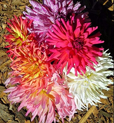 Zinnia Super Cactus Mix seed image showing huge 6-inch flowers for vibrant garden borders