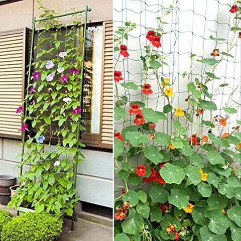 Zivisk climbing-plant support aids grapes, cucumbers, and tomatoes in real garden use.