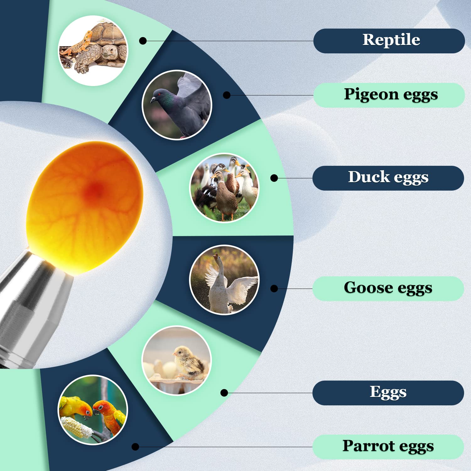 Ziyue egg candler with five modes enables customized egg inspection lighting.