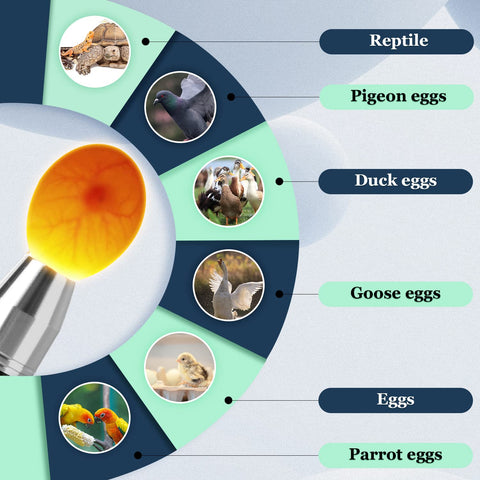 Ziyue egg candler with five modes enables customized egg inspection lighting.