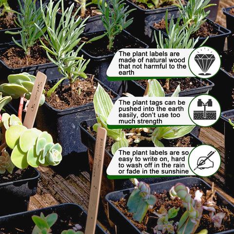 Zkptops biodegradable garden markers reduce plastic waste.