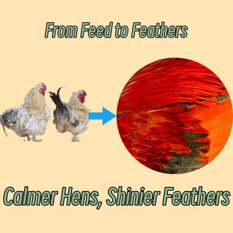 ZOOVOO calcium-boosted eggshells concept with hens laying sturdier eggs