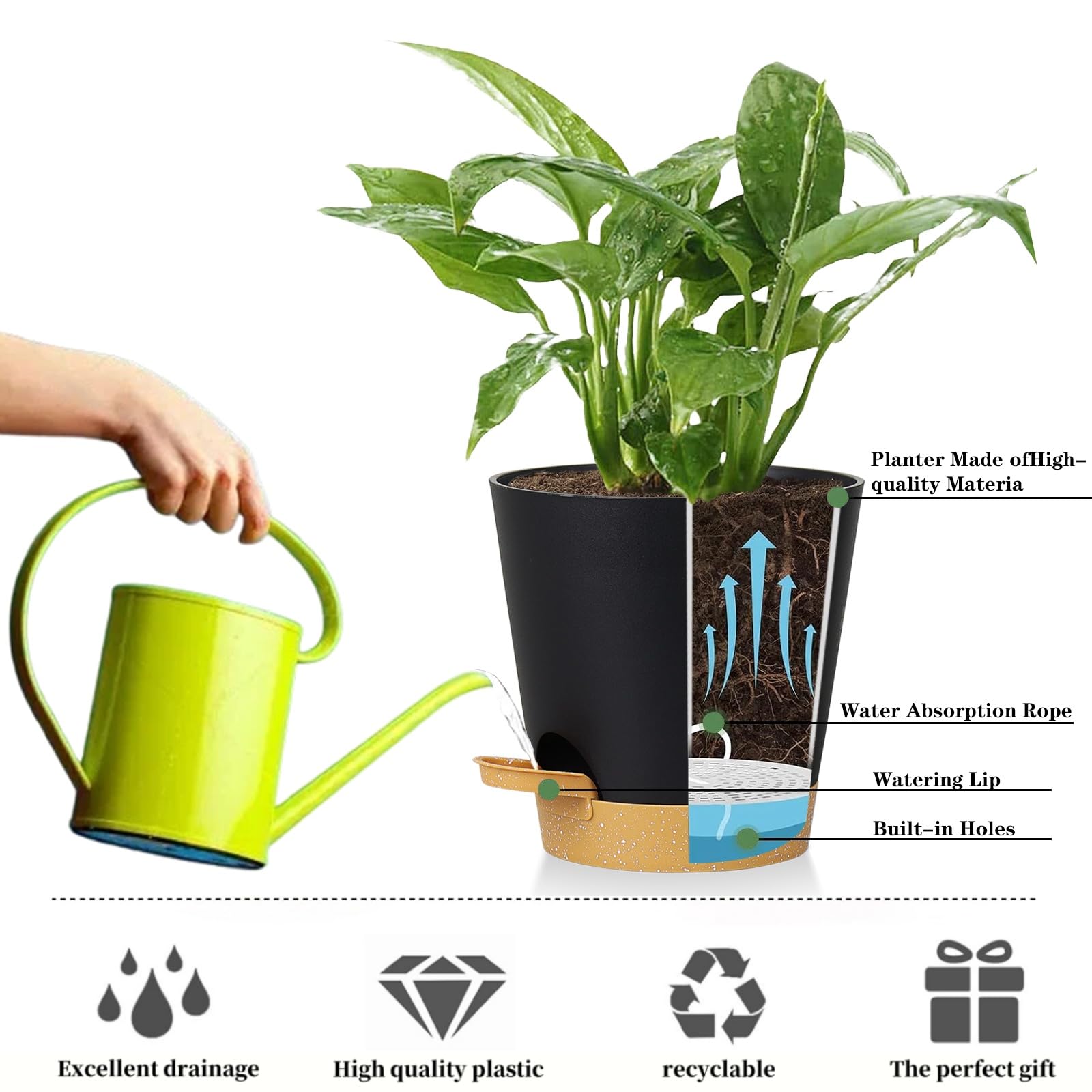 Indoor use with African violets in Zople 5in self-watering pot