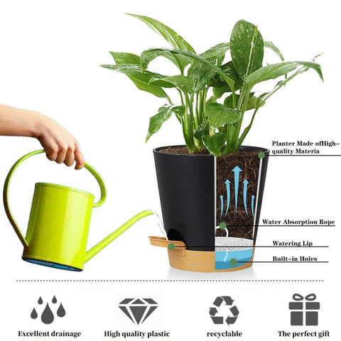Indoor use with African violets in Zople 5in self-watering pot
