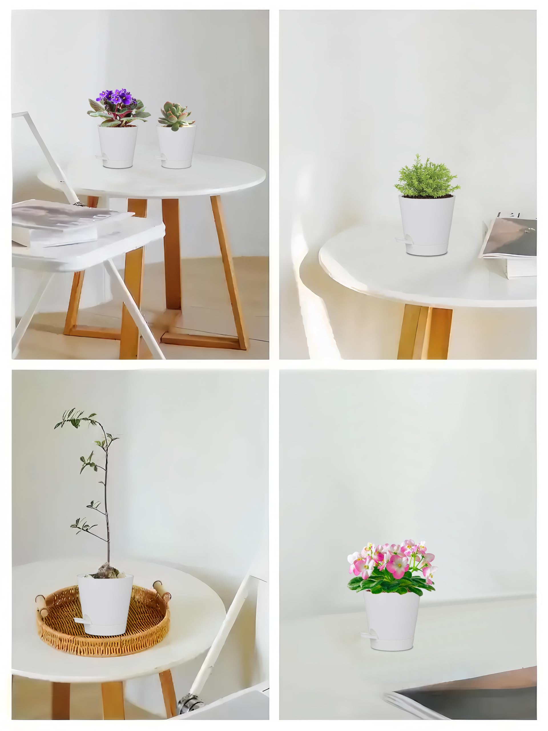 Zople African violets and succulents fit neatly in these 5-inch pots
