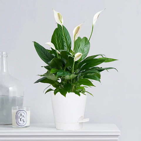 Zople set is ideal for indoor gardens, windowsills, balconies, or office desks