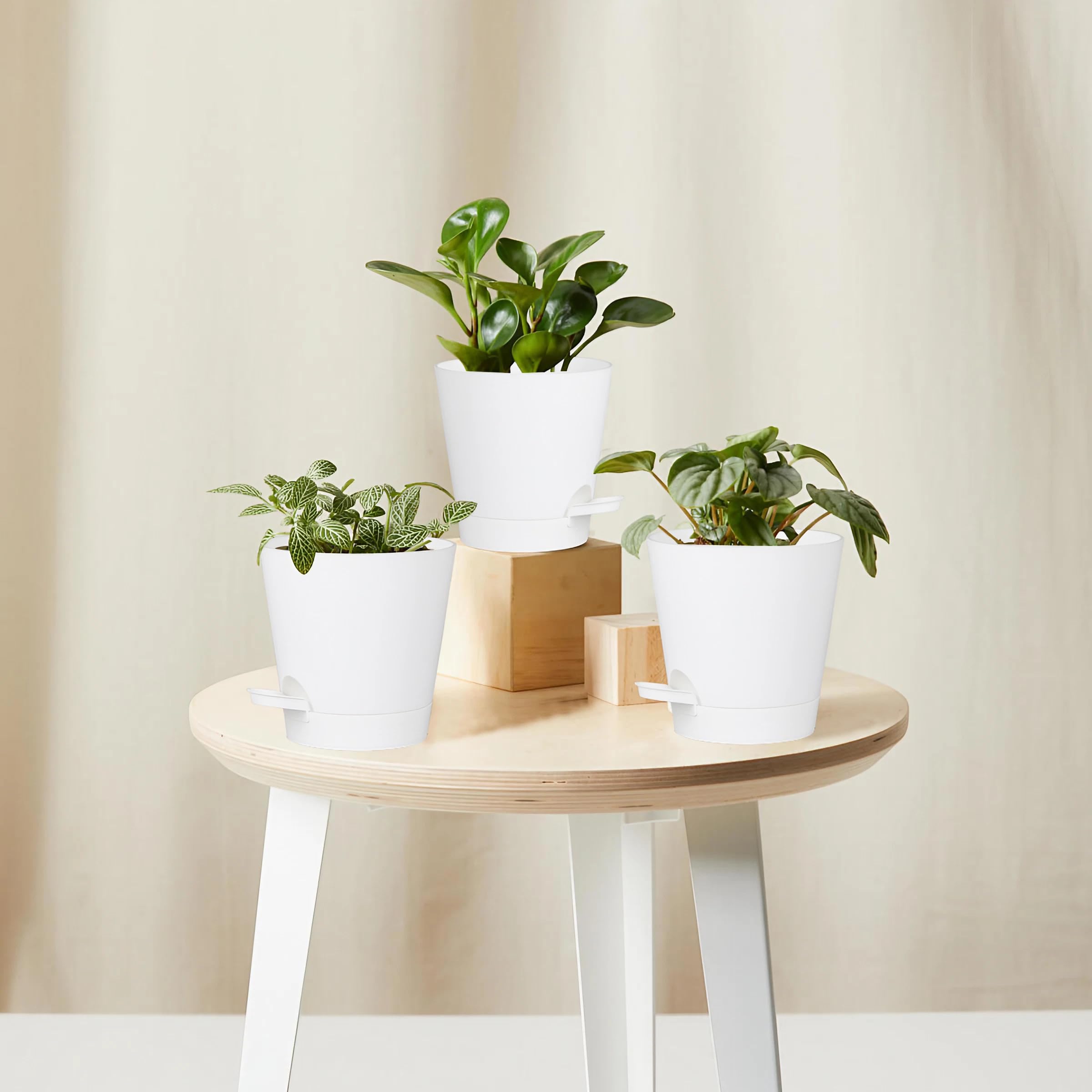 Zople makes a thoughtful plant lover gift for birthdays or new homes