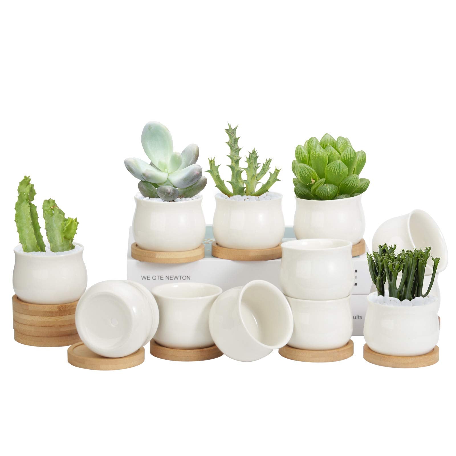 ZOUTOG 12-pack 2.6-inch ceramic pots with drainage for healthy watering