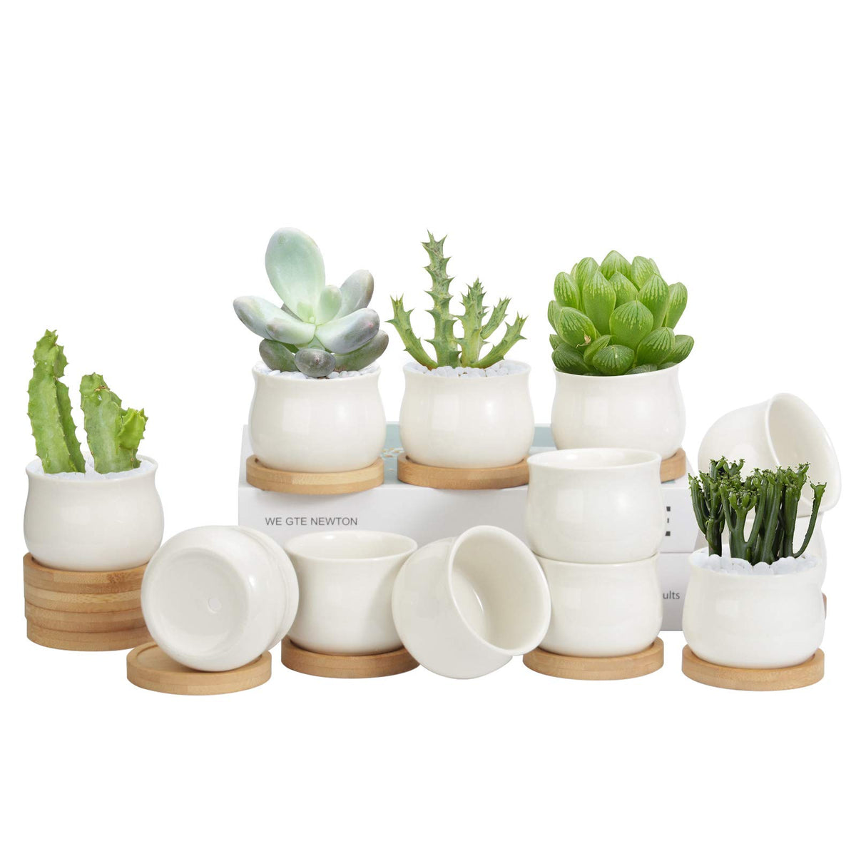 ZOUTOG 12-pack 2.6-inch ceramic pots with drainage for healthy watering