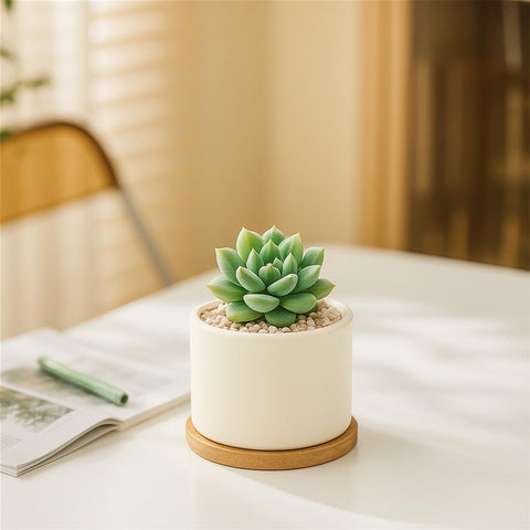 ZOUTOG gift-ready succulent pots packaging