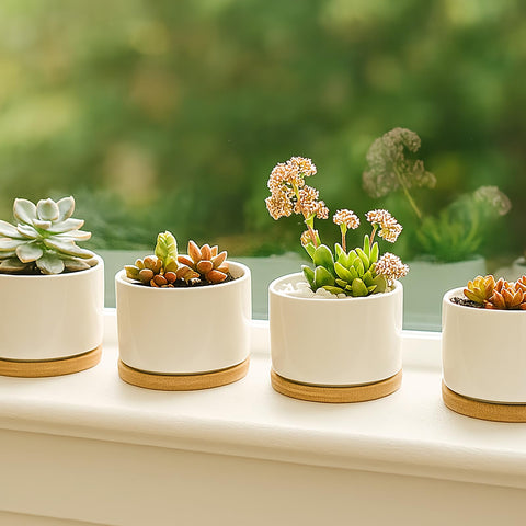 ZOUTOG pots with succulents and soil ready for display.