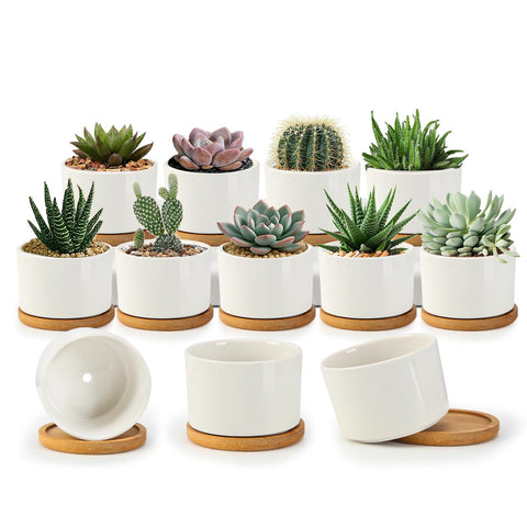 ZOUTOG succulent pots 3.1 inch with drainage for indoor plants
