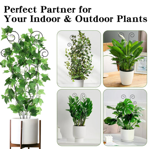 Two-stand configuration lets one plant share two trellises