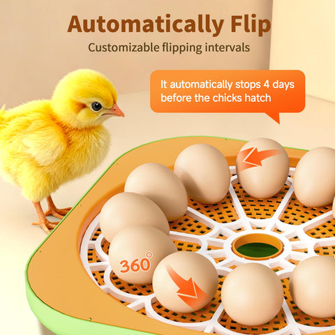 ZOZOO incubator automatic-egg-turning keeps eggs evenly heated during incubation.