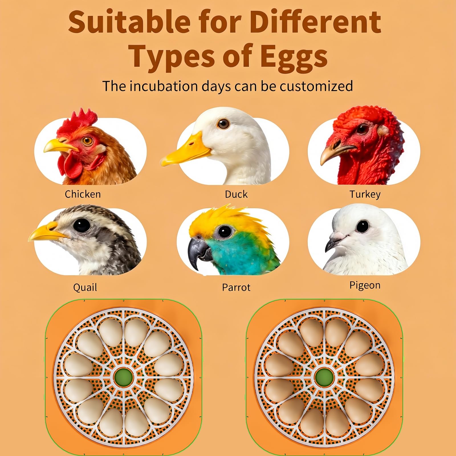 ZOZOO incubator classroom-use aids hands-on learning about life cycles.
